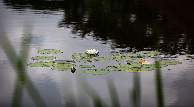 venue lilypads