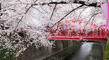 Cherry Blossom Japan