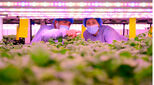 Personal perspective of male and female agricultural technicians in clean suits, hair nets, and protective face masks checking development of basil plants.