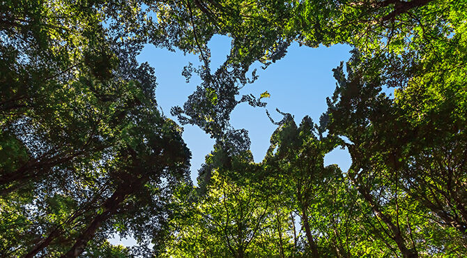 Summer-Magazine-trees