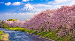 Japan volcano and blossoming trees