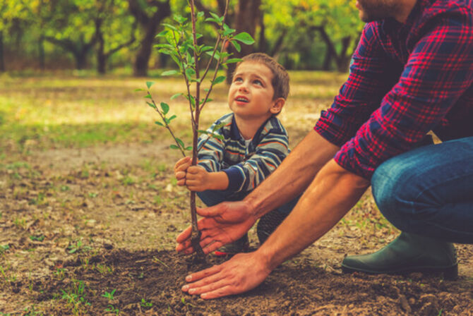 Young child planting a tree with father