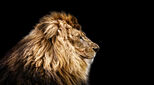 Lion photo